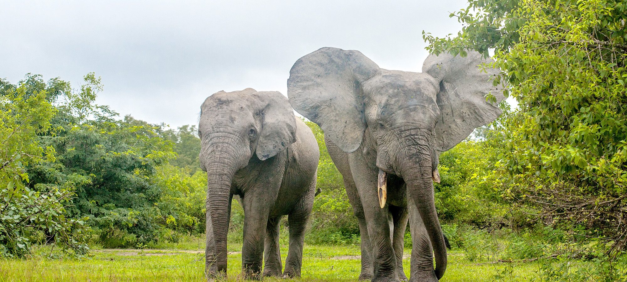 Mole National Park_Savannah Region